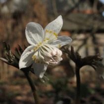 Эрантис звездчатый (Eranthis stellata) Эрантис звездчатый (Eranthis stellata)