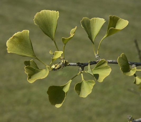 Листья гинкго