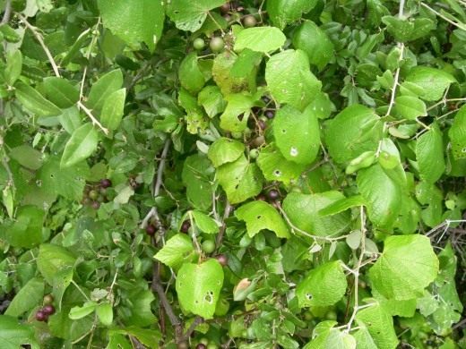 Виноград (Grapes)