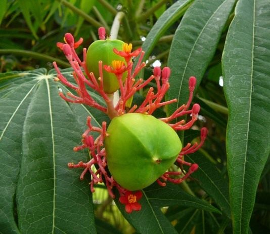 Ятрофа мультифида (Jatropha Multifida)