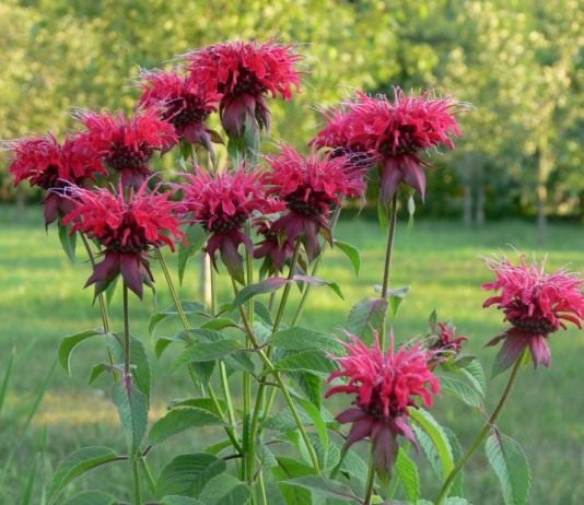 И чай, и…веник - Цветы многолетние