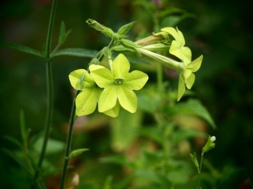 Табак душистый сорт 'Lime Green'