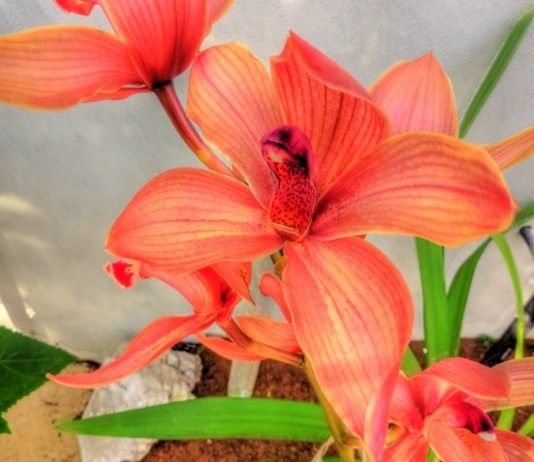 Орхидея Цимбидиум (Orchid Cymbidium)