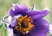 Прострел (Pasque flower)