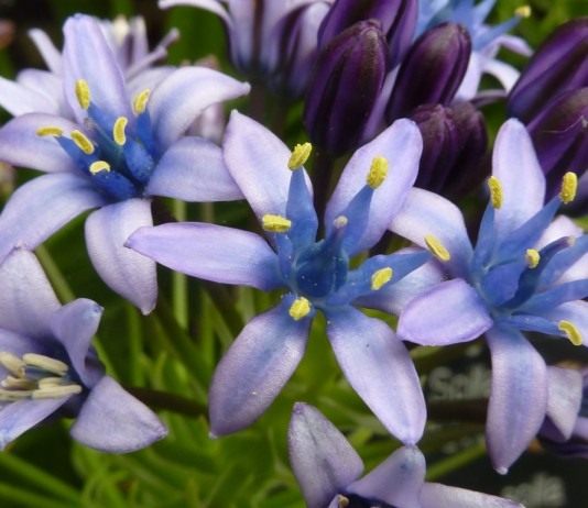 Португальская пролеска, пролеска виноградная (лат. Scilla peruviana)