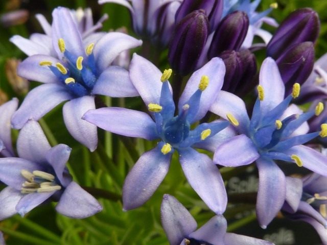 Португальская пролеска, пролеска виноградная (лат. Scilla peruviana)