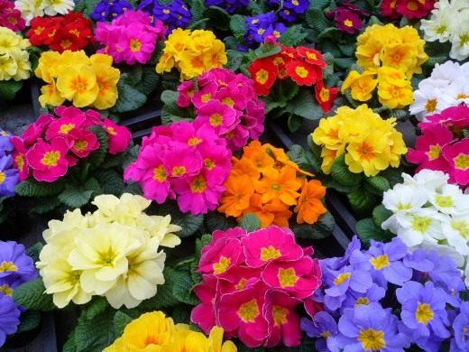 Примула (Primula)
