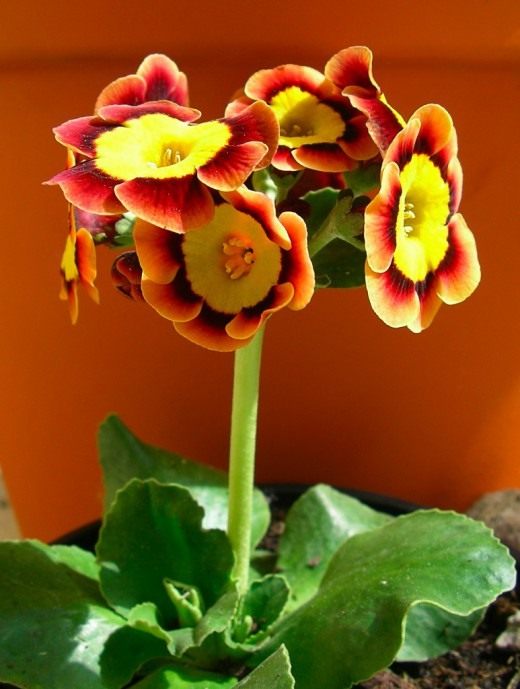 Примула гибридная (Primula hybrid)