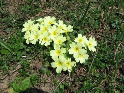 Примула обыкновенная, или примула бесстебельная (Primula vulgaris)
