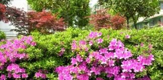 Рододендрон (Rhododendron)