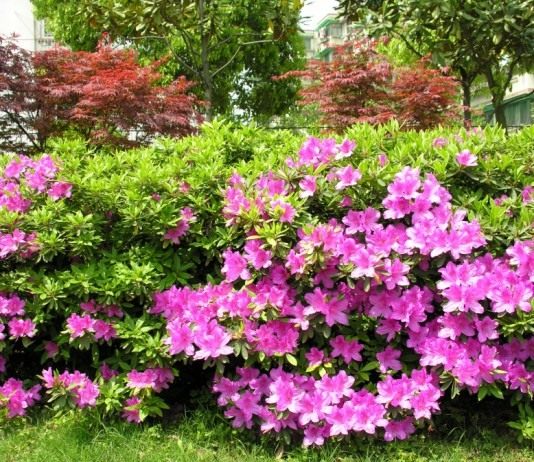 Рододендрон (Rhododendron)