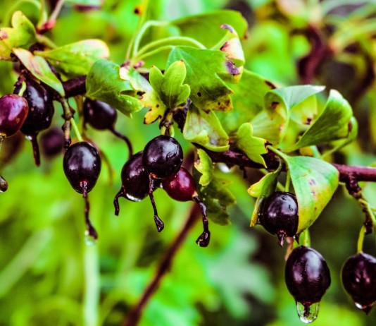 Смородина золотистая