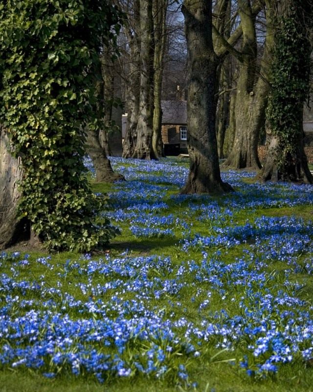 Пролеска (лат. Scilla)