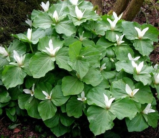 Триллиум (Trillium)