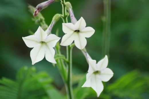 Табак душистый, или Табак крылатый, или табак декоративный (Nicotiana alata)