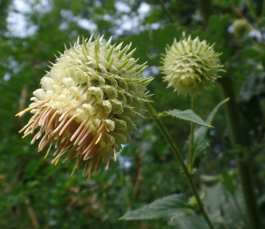 Альфредия поникшая, атаман-трава (Alfredia cernua)