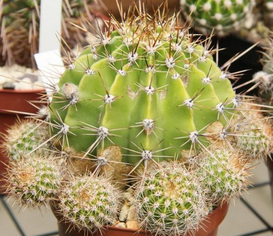 Кактус (Cactaceae)