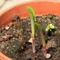 Всходы Глориозы роскошной Всходы Глориозы роскошной