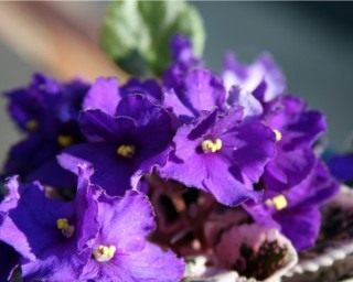 Сенполия (African violet) Сенполия (African violet)