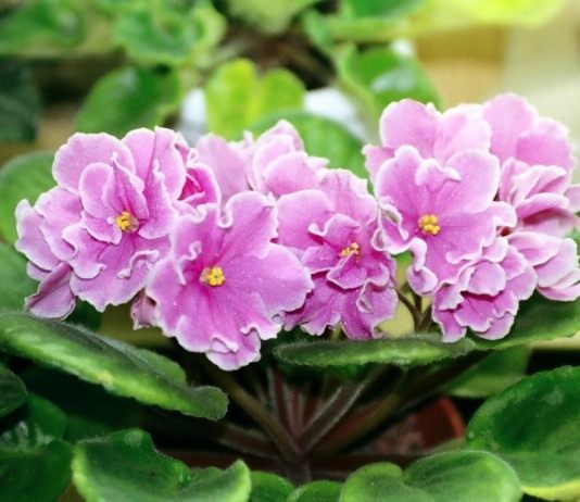 Сенполия (African violet)