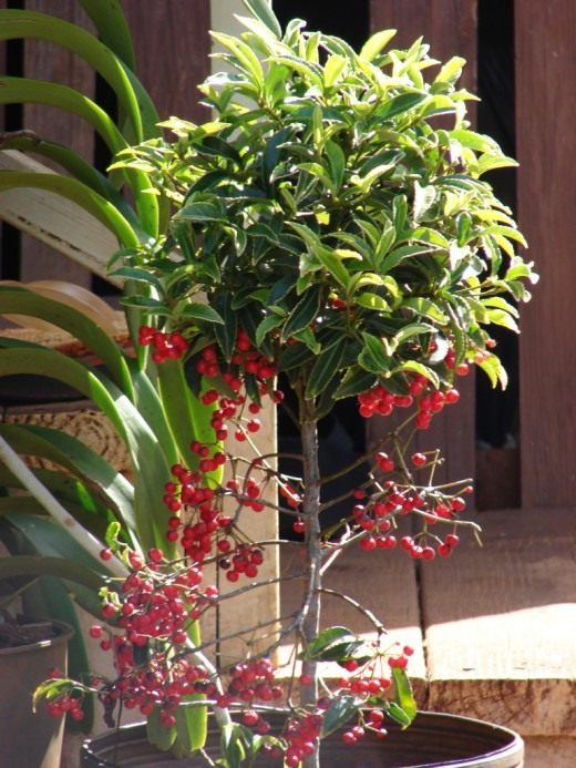 Ардизия (Ardisia)