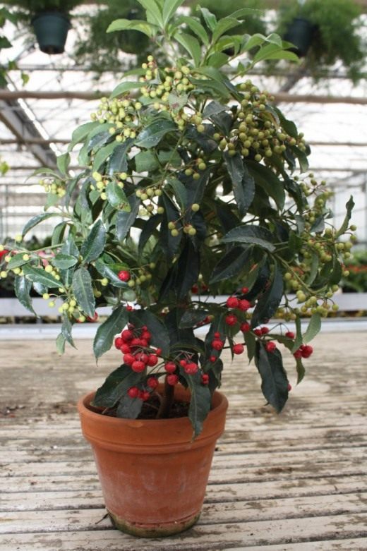 Ардизия (Ardisia) Ардизия (Ardisia)