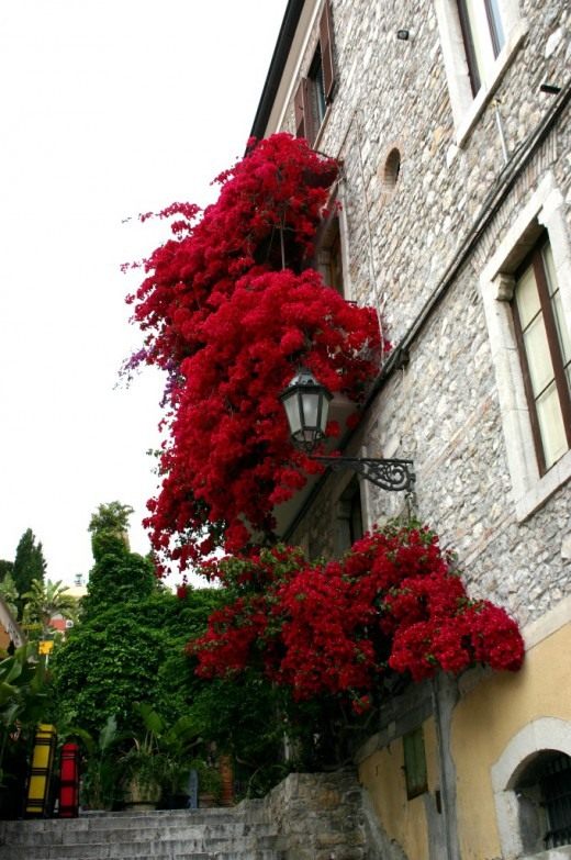 Бугенвиллея (Bougainvillea)
