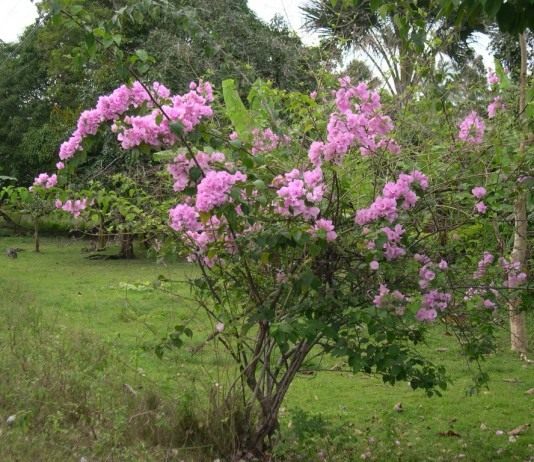 Бугенвиллея - Красивоцветущие
