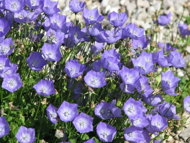Колокольчик карпатский (Campanula carpatica)