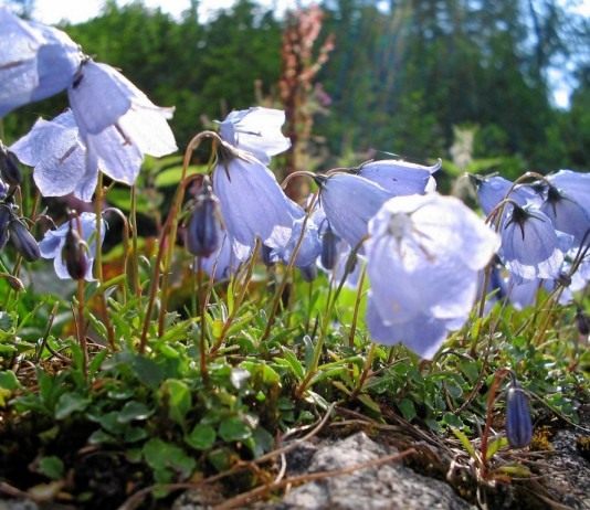 Выращивание колокольчиков в саду - Цветник и ландшафт Колокольчик ложечницелистный (Campanula cochleariifolia)