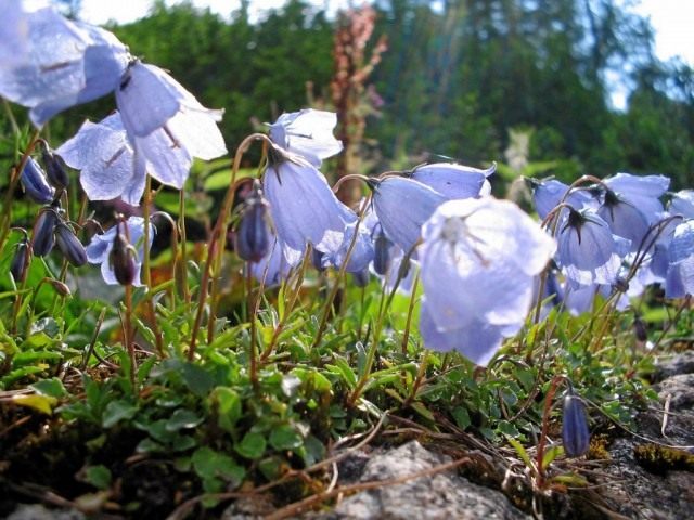 Колокольчик ложечницелистный (Campanula cochleariifolia)