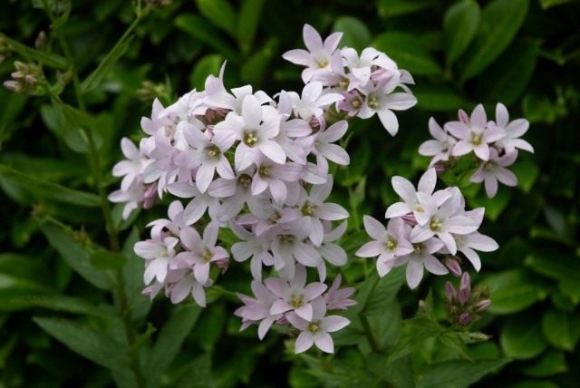 Колокольчик молочноцветковый (Campanula lactiflora)