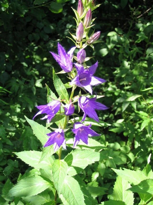 Колокольчик широколистный (Campanula latifol)