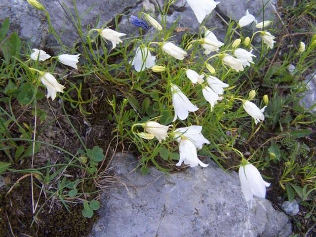 Колокольчик изменчивый (Campanula polymorpha)