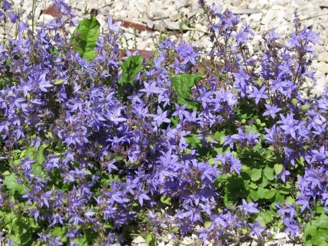 Колокольчик Портеншлага (Campanula portenschlagiana)
