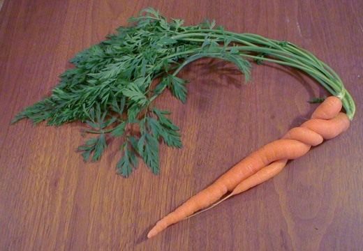 Морковь (Carrots)