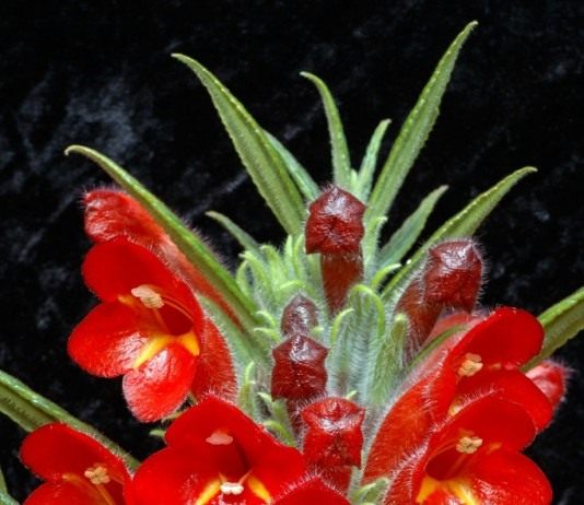 Колумнея (Columnea)