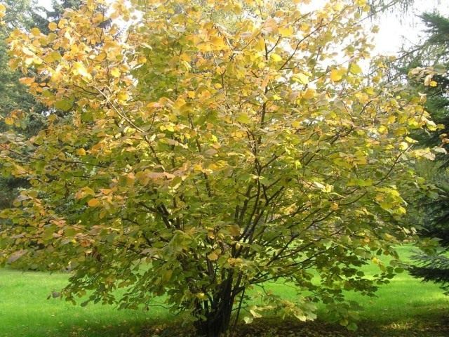 Лещина крупная, или «ломбардский орех» (Corylus maxima), плоды известны под названием фундук.