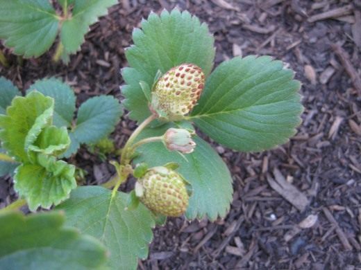 Земляника садовая (Garden strawberry)