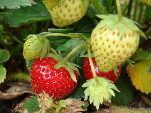 Земляника садовая (Garden strawberry)