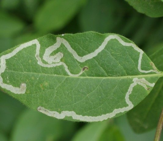 Жимолость пораженная листовым минёром