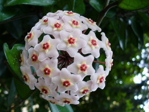 Хойя (Hoya)