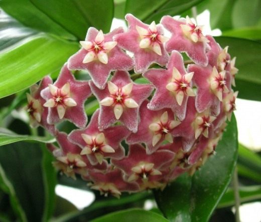 Хойя (Hoya)