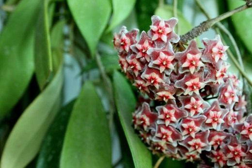 Хойя (Hoya)