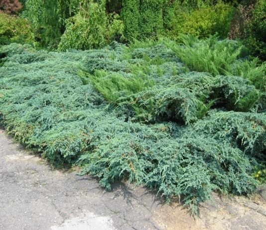 Герой сада — можжевельник - Цветник и ландшафт Можжевельник чешуйчатый (Juniperus squamata)