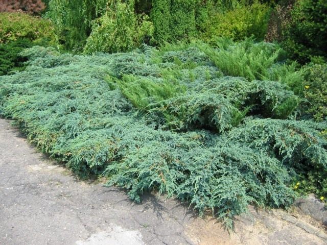 Можжевельник чешуйчатый (Juniperus squamata)