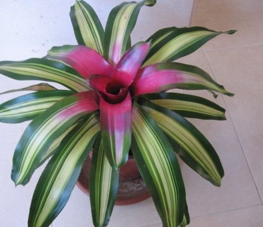 Неорегелия - Бромелиевые