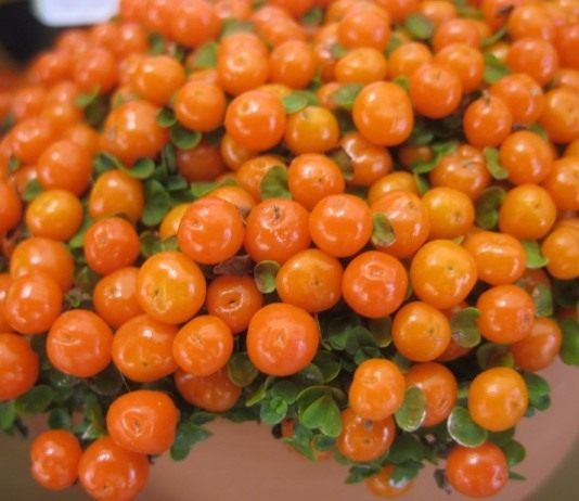 Нертера - Красивоцветущие