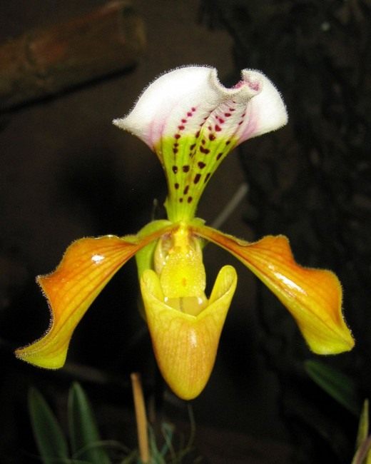 Пафиопедилюм Гратриксианум (Paphiopedilum Gratrixianum)