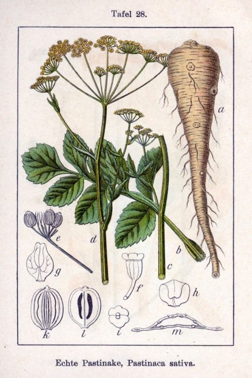 Ботаническая иллюстрация Якоба Штурма из книги «Deutschlands Flora in Abbildungen», 1796 Ботаническая иллюстрация Якоба Штурма из книги «Deutschlands Flora in Abbildungen», 1796